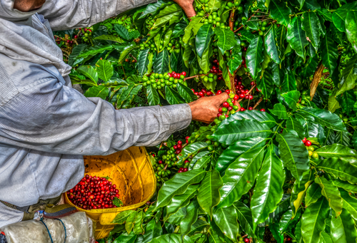Coffee,Farmer,Picking,Fresh,Red,Coffee,Beans,In,The,Colombian