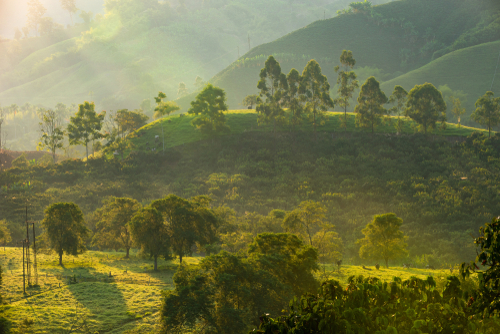 Coffee,Area,Landscape,In,Colombia